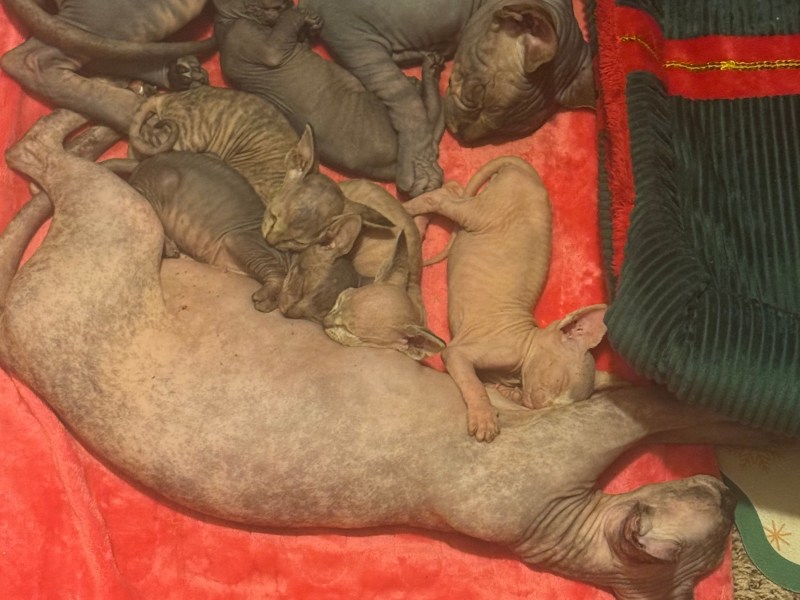 Sphynx kittens