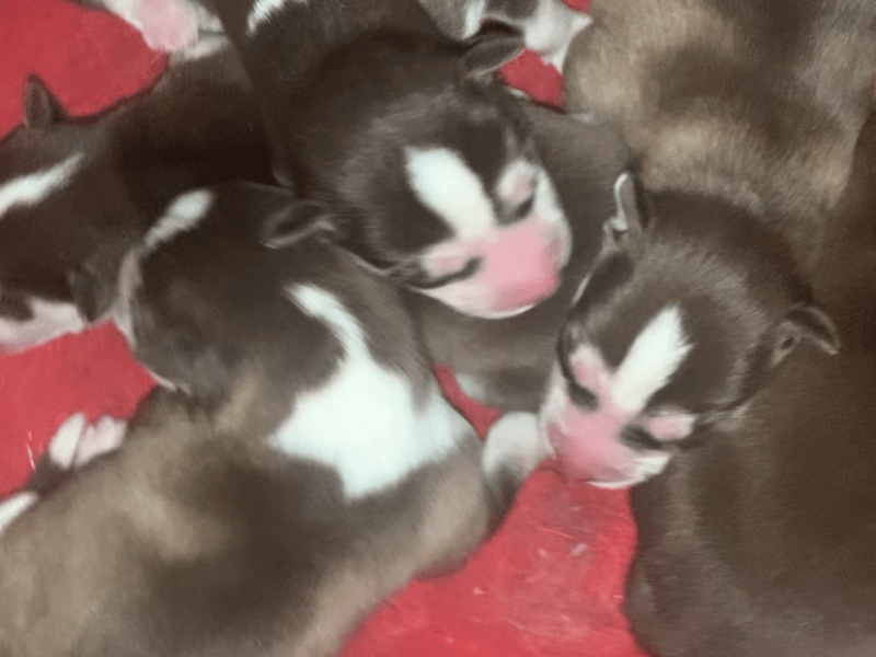 Alusky puppies