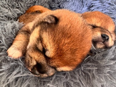 Shiba inu cuccioli pedigree