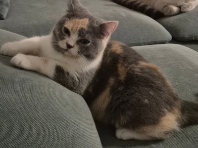 BKH Kätzchen tortie