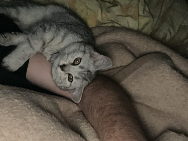 Britische kurzhaarige Junge