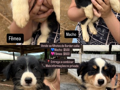 Venda de filhote de Border collie