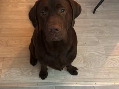 Labrador rüde 10 Monate