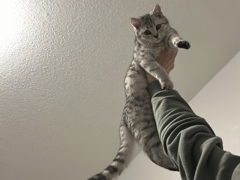 Britische kurzhaarige Junge