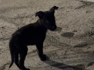 black German shepherd