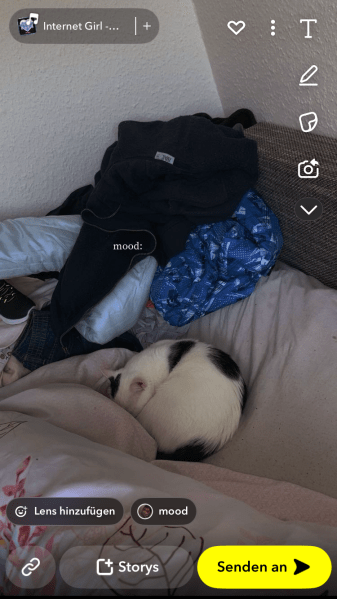 Junger kater in Liebevolle Hände zu geben