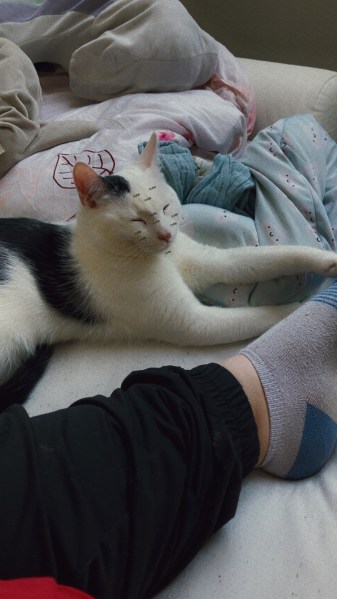 Junger kater in Liebevolle Hände zu geben