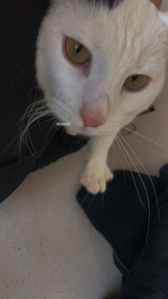 Junger kater in Liebevolle Hände zu geben