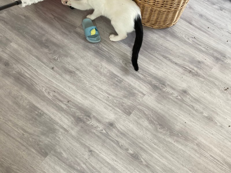 Junger kater in Liebevolle Hände zu geben