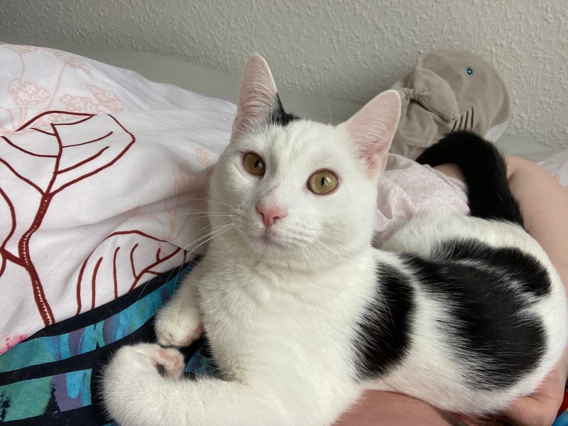 Junger kater in Liebevolle Hände zu geben