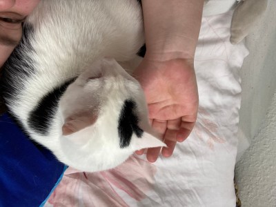 Junger kater in Liebevolle Hände zu geben