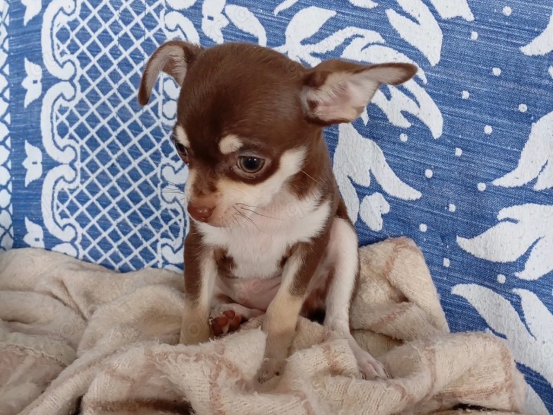 Chihuahua Welpen