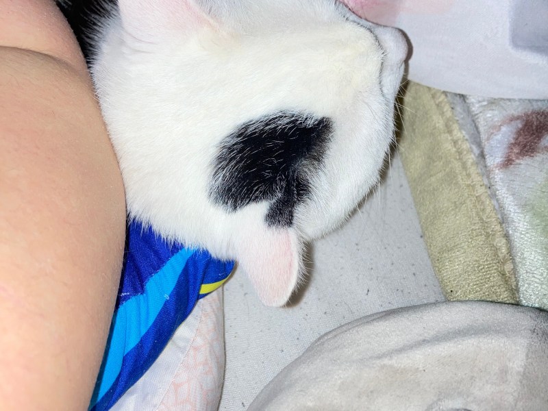 Junger kater in Liebevolle Hände zu geben