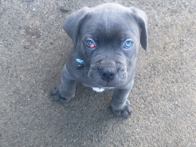Cane corso