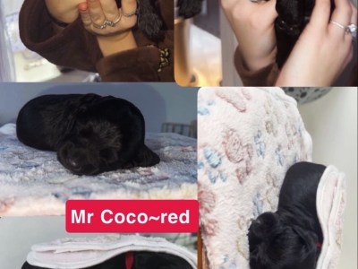 Working cocker spaniel puppies