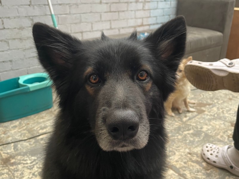Berger allemand x border collie a donner