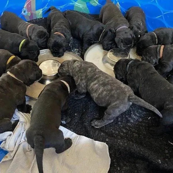 Cane Corso Welpen heute abholbereit.