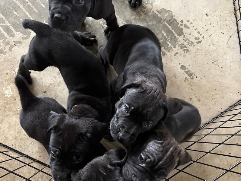 Cane Corso Welpen heute abholbereit.
