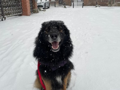 Berger allemand x border collie a donner