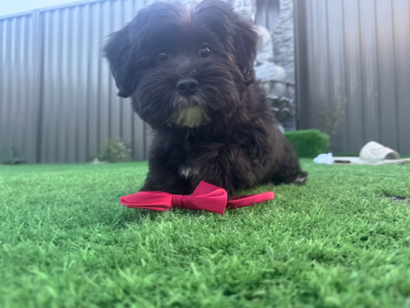 Maltese 6 months puppy