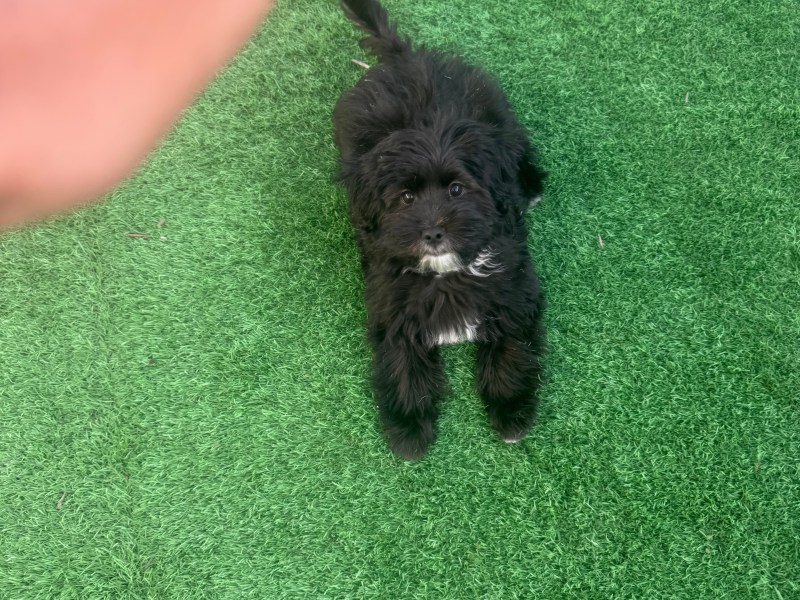 Maltese 6 months puppy