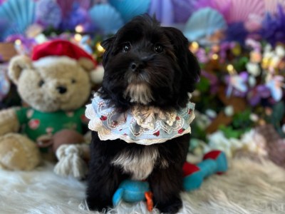 Maltese 6 months puppy