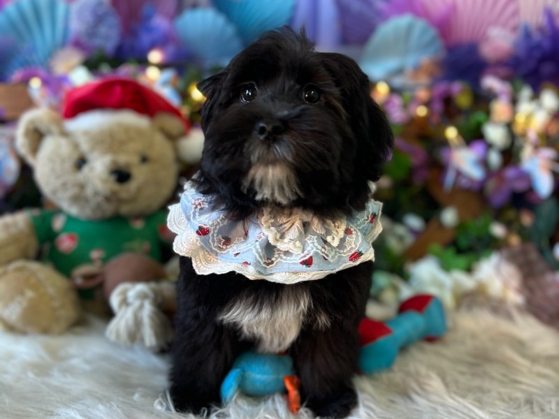 Maltese 6 months puppy